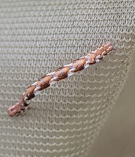 Pachycnemia hippocastanaria  - Thomas Lux