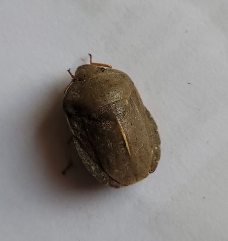 Eurygaster austriaca  - Thomas Lux