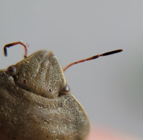 Eurygaster austriaca  - Thomas Lux
