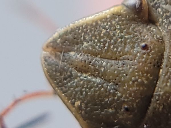 Eurygaster austriaca  - Thomas Lux