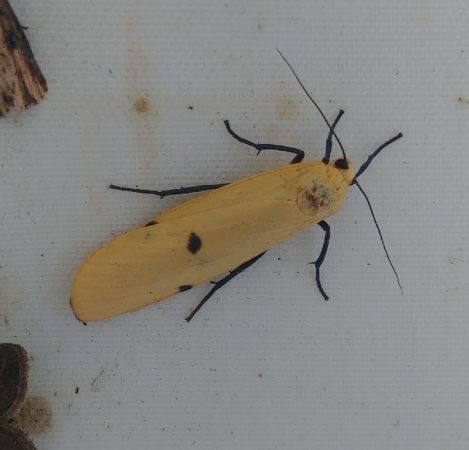 Lithosie quadrille 