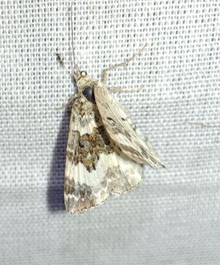 Epirrhoe rivata 