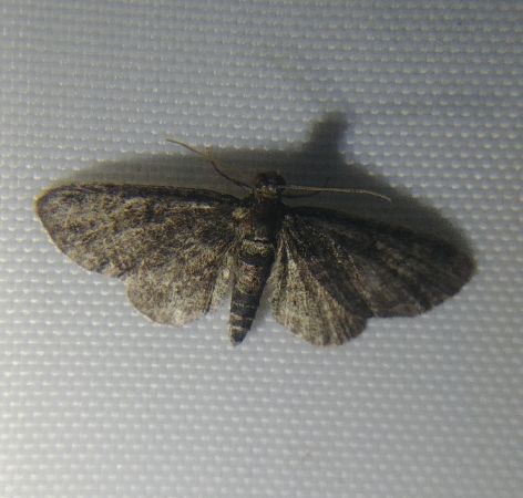 Pasiphila chloerata 