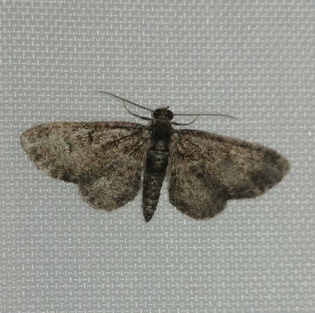 Pasiphila chloerata 