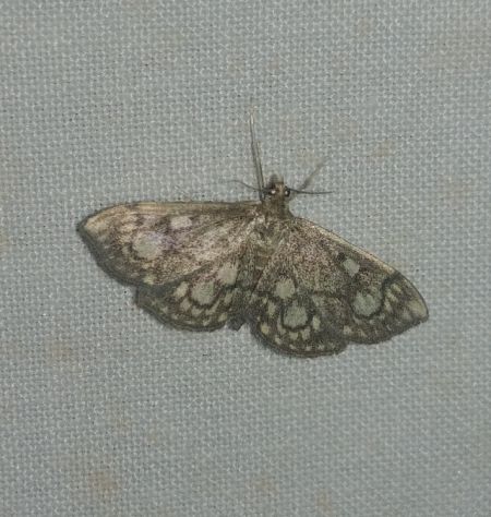 Anania stachydalis 