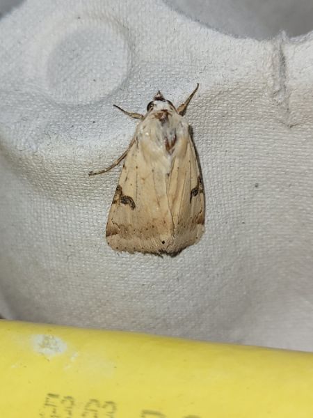 Heliothis peltigera  - Thomas Lux