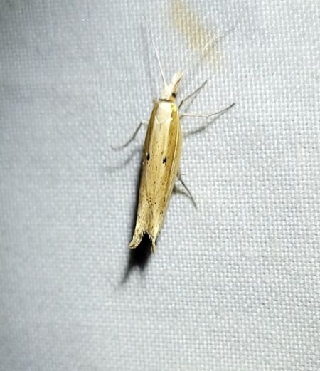 Ypsolopha nemorella  - Thomas Lux