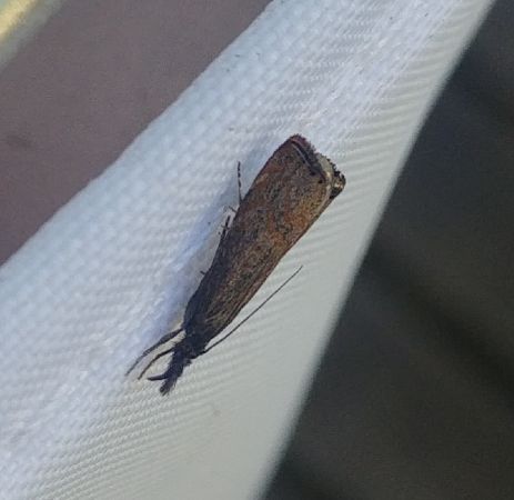Hypochalcia ahenella 