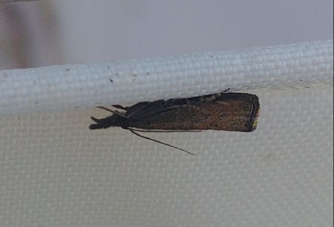 Hypochalcia ahenella 