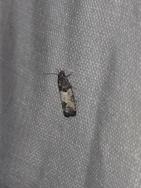 Spilonota ocellana  - Sylvain Lethuillier