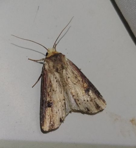 Noctuelle putride 