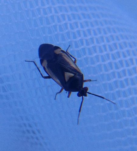 Deraeocoris cordiger 