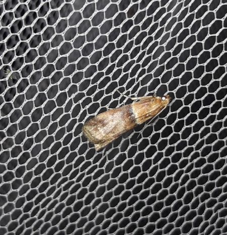 Acrobasis repandana  - Sylvain Lethuillier