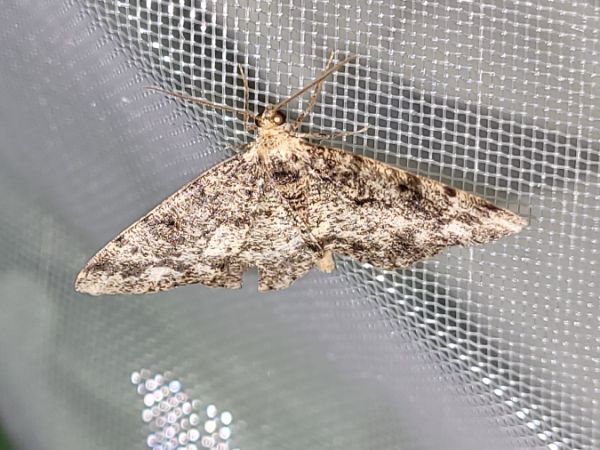 Parectropis similaria  - Thomas Lux