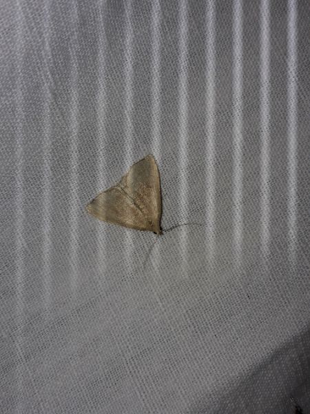 Herminia tarsipennalis  - Sylvain Lethuillier