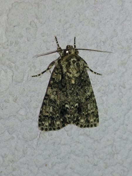 Noctuelle de la patience 