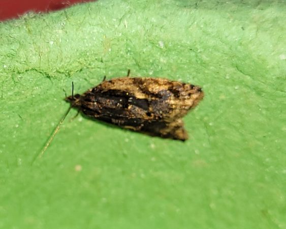 Acleris umbrana  - Thomas Lux
