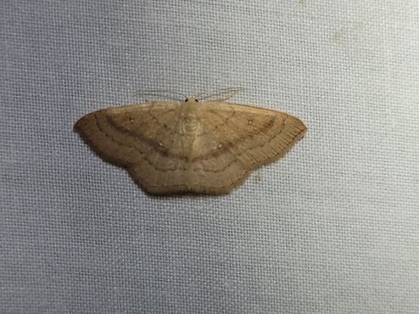 Cyclophora linearia  - Thomas Lux