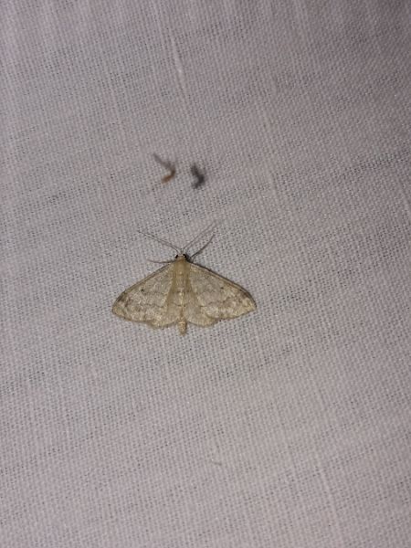 Idaea biselata  - Sylvain Lethuillier