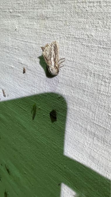 Lasiocampe du cyprès  - Melchior Viallet