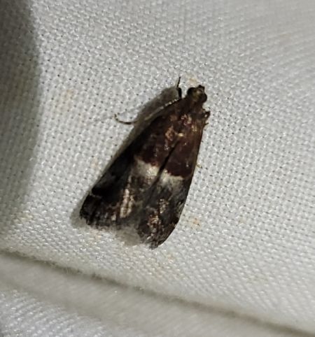 Elegia similella  - Thomas Lux