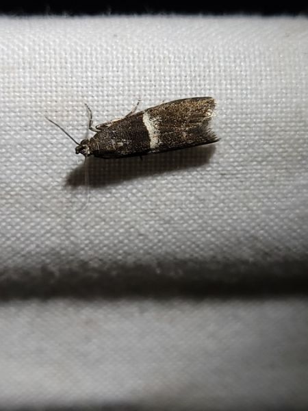 Elegia similella  - Thomas Lux