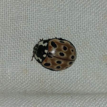 Anatis ocellata 