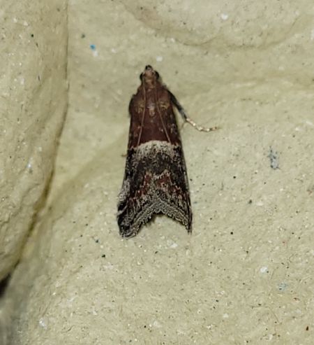 Acrobasis marmorea  - Thomas Lux