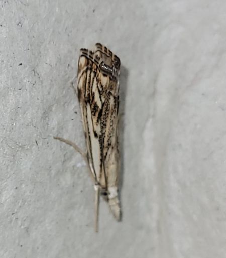 Catoptria falsella  - Thomas Lux