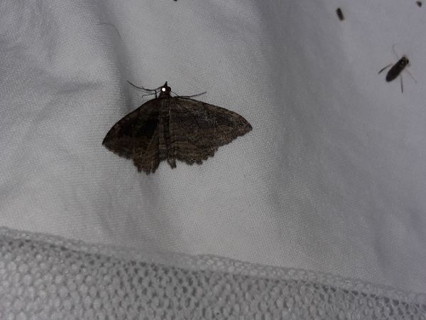 Philereme transversata  - Sylvain Lethuillier