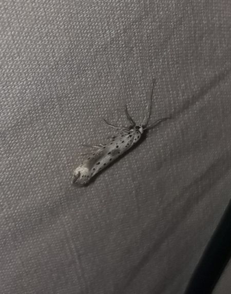 Yponomeuta irrorella  - Sylvain Lethuillier