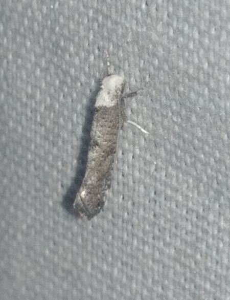 Paraswammerdamia albicapitella 
