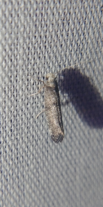 Paraswammerdamia albicapitella 