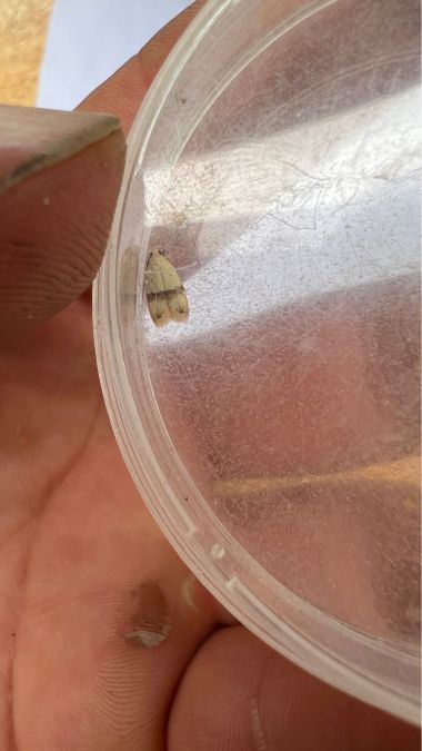 Odites kollarella  - Melchior Viallet