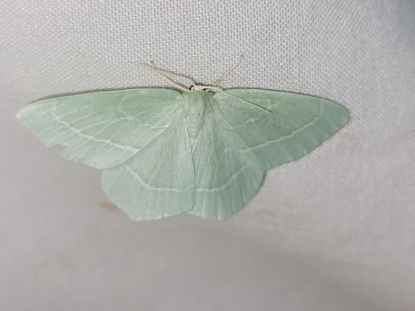Hemistola chrysoprasaria  - Thomas Lux
