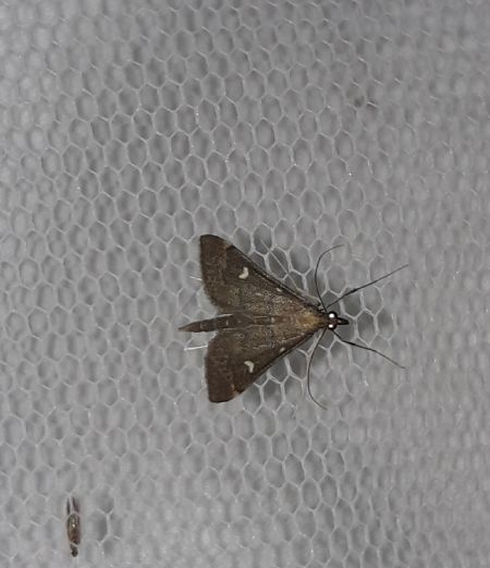 Dolicharthria punctalis  - Sylvain Lethuillier