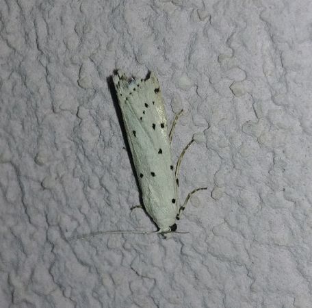 Myélophile tamis 