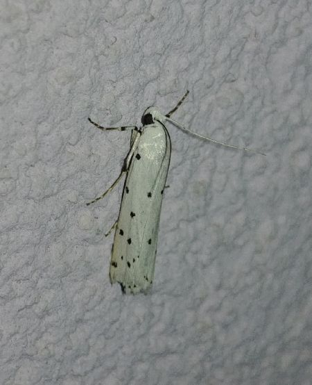 Myélophile tamis 