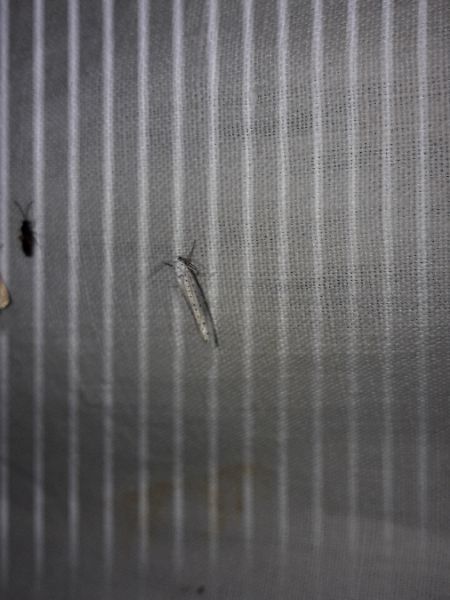 Yponomeuta sp.  - Sylvain Lethuillier
