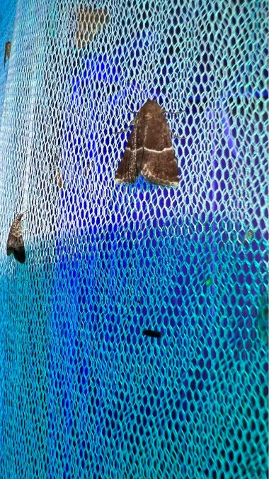 Odice suava  - Melchior Viallet