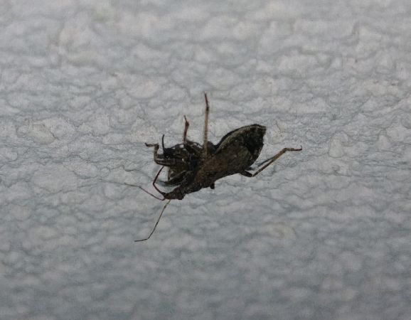 Himacerus mirmicoides 