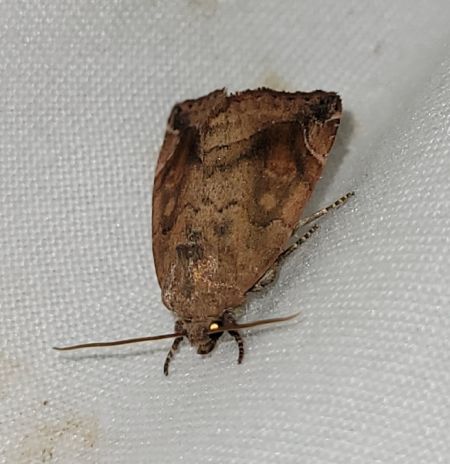 Cosmia pyralina  - Thomas Lux