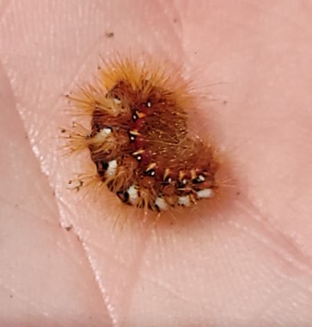 Acronicta rumicis  - Thomas Lux