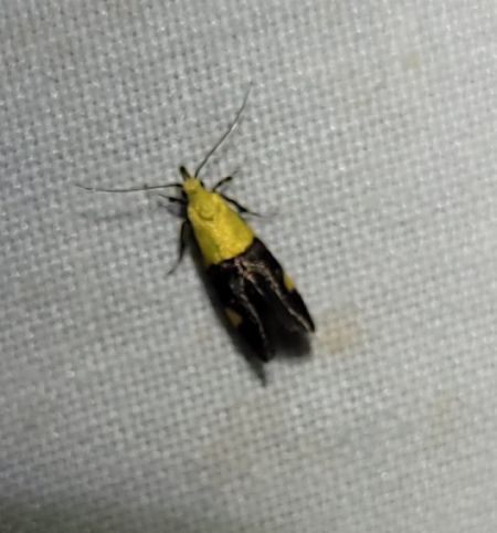 Oecophora bractella  - Thomas Lux