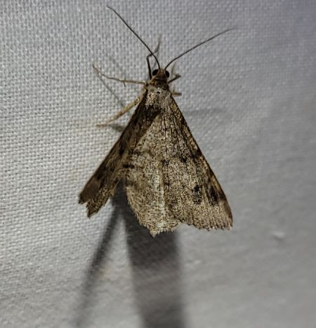 Macaria signaria  - Thomas Lux