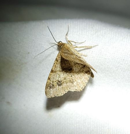 Macaria signaria  - Thomas Lux