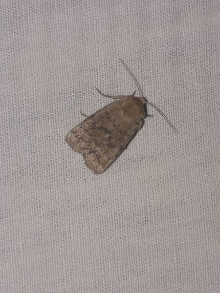 Hoplodrina octogenaria  - Sylvain Lethuillier