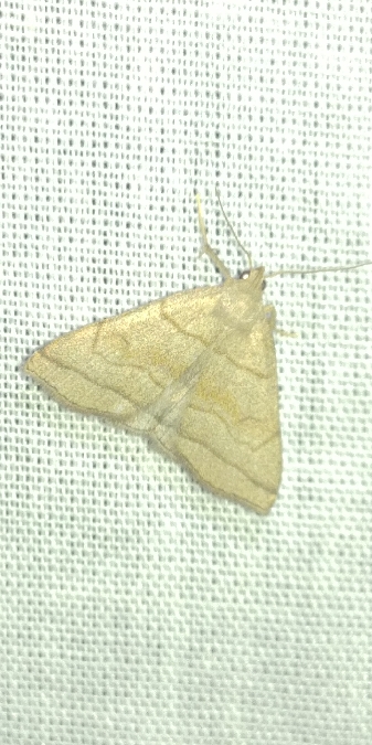 Herminia tarsicrinalis 