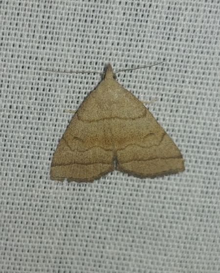 Herminia tarsicrinalis 