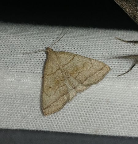 Herminia tarsicrinalis 